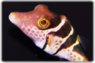 Valentini Toby Pufferfish